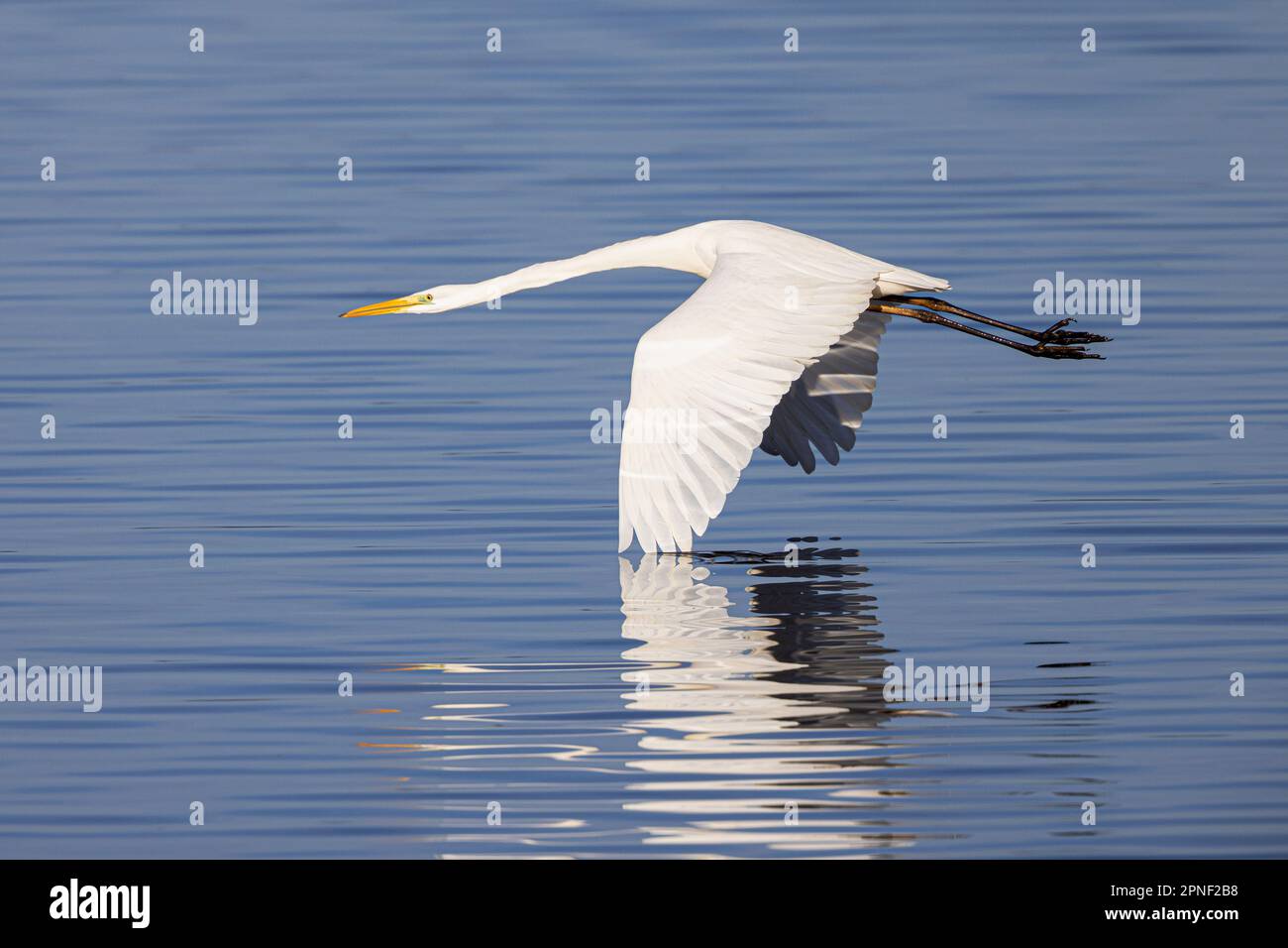 great egret, Great White Egret (Egretta alba, Casmerodius albus, Ardea alba), flying stretched out over a water surface, side view, Germany, Bavaria, Stock Photo