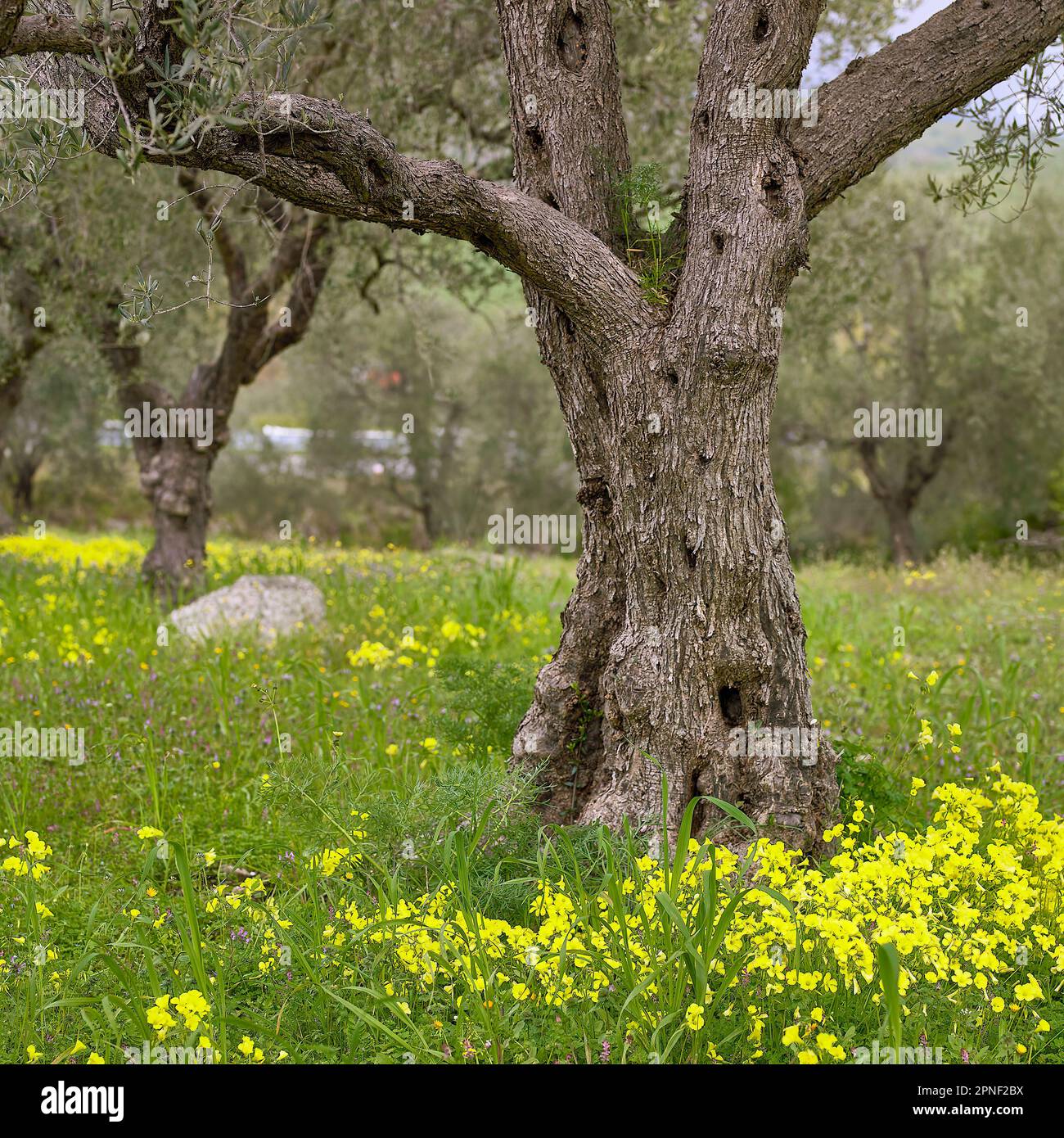 olive tree (Olea europaea ssp. sativa), old olive grove with Bermuda buttercup, Oxalis pes-caprae, Italy, Sicilia, Francavilla Stock Photo