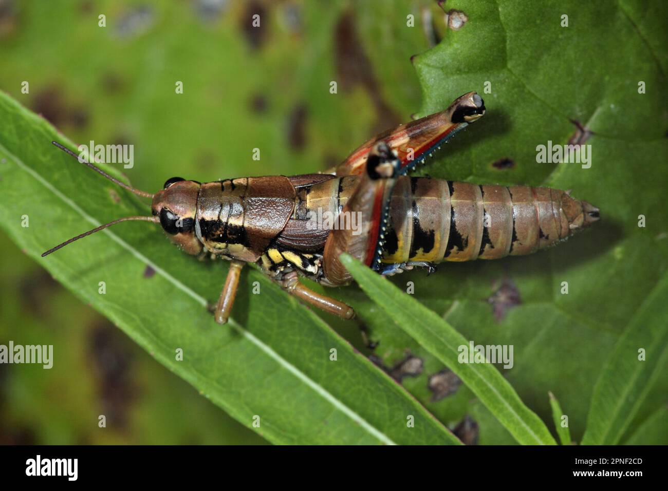 Brown mountain grasshopper (Podisma pedestris), sitting on a leaf, view from above, Germany Stock Photo
