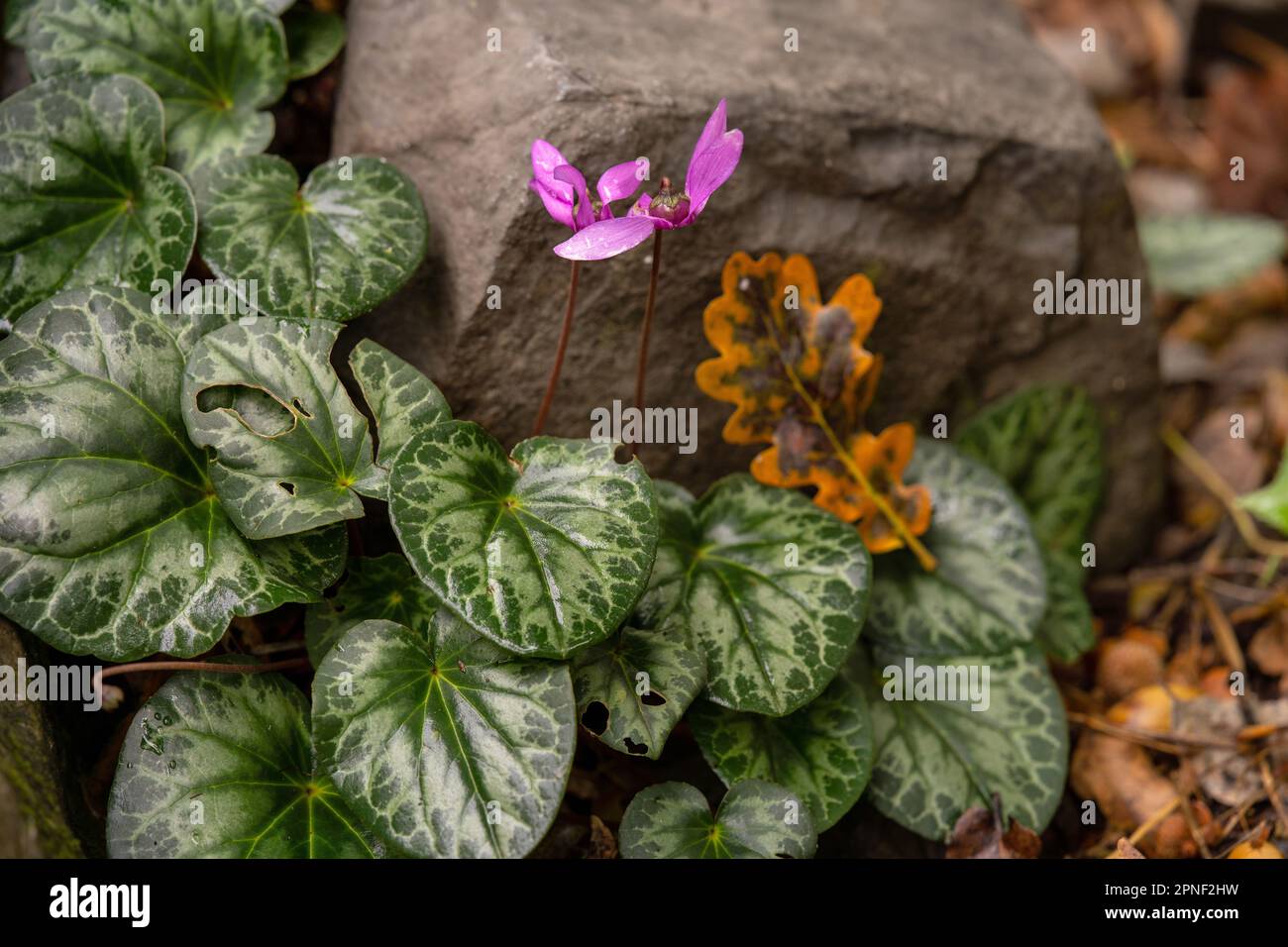 European cyclamen (Cyclamen purpurascens), blooming, Italy, Lombardy, Riva di Solto Stock Photo