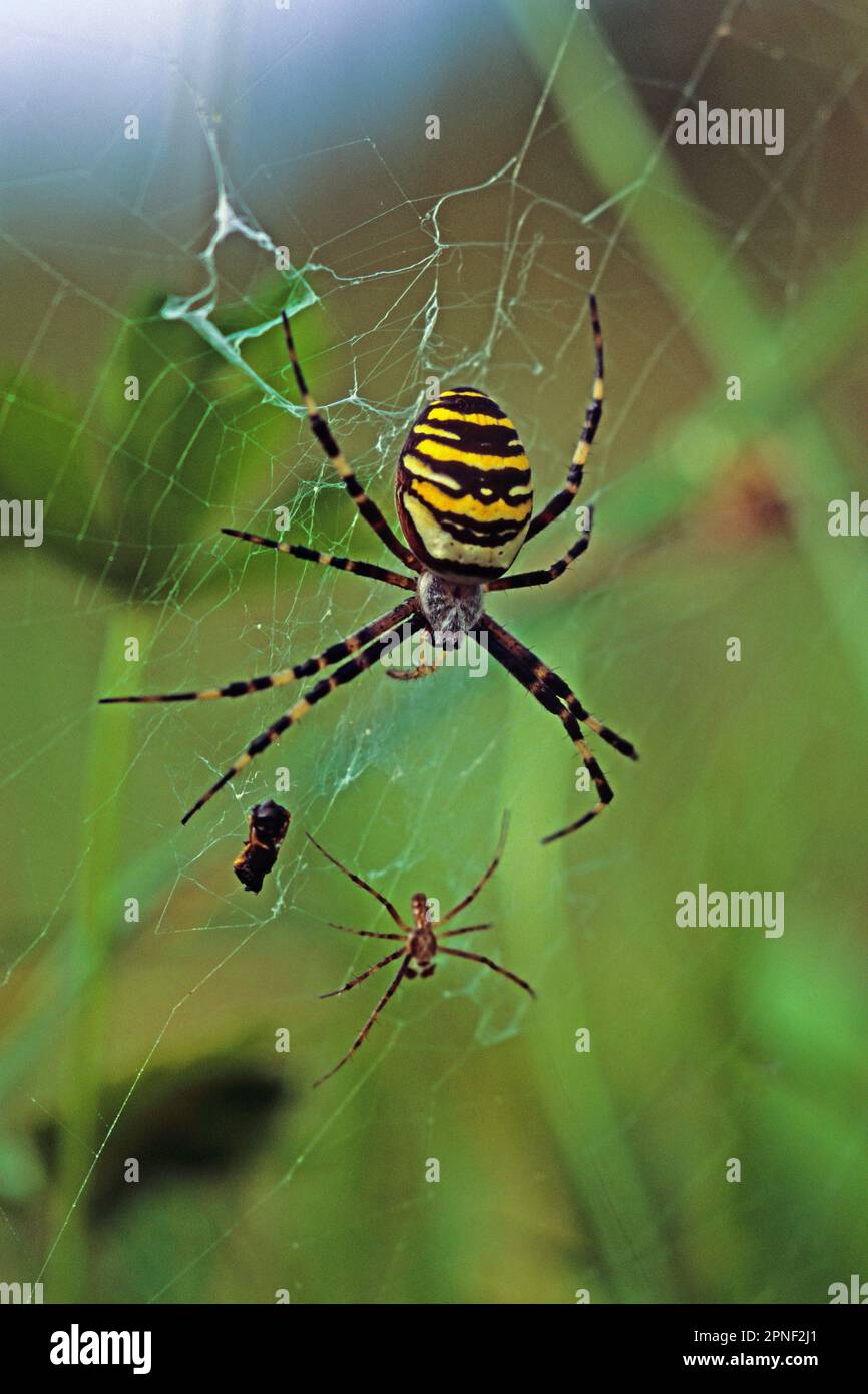 Angiope Black-and-yellow argiope, Black-and-yellow garden spider (Argiope ...