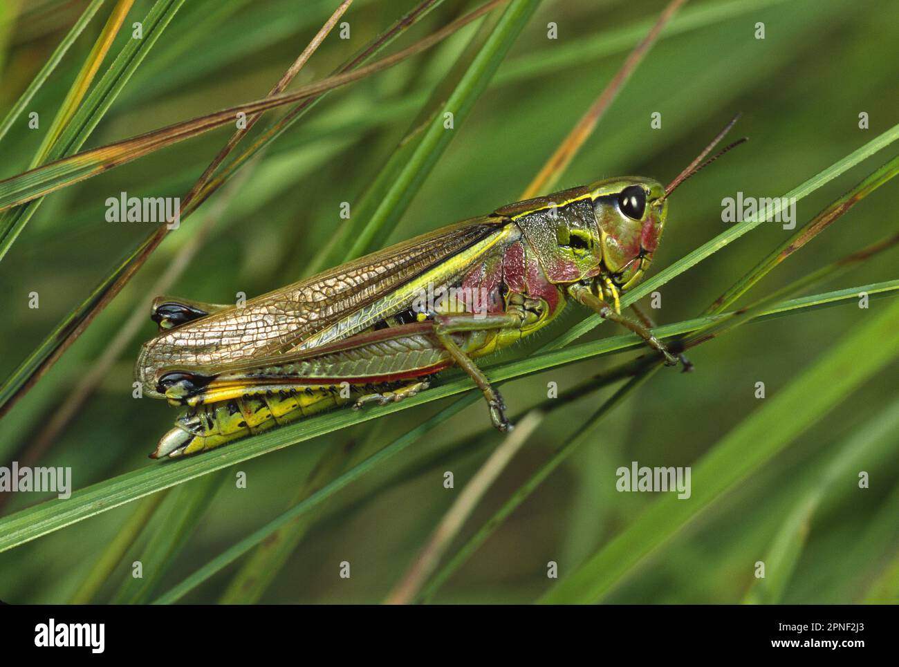 large marsh grasshopper (Mecostethus grossus, Stethophyma grossum