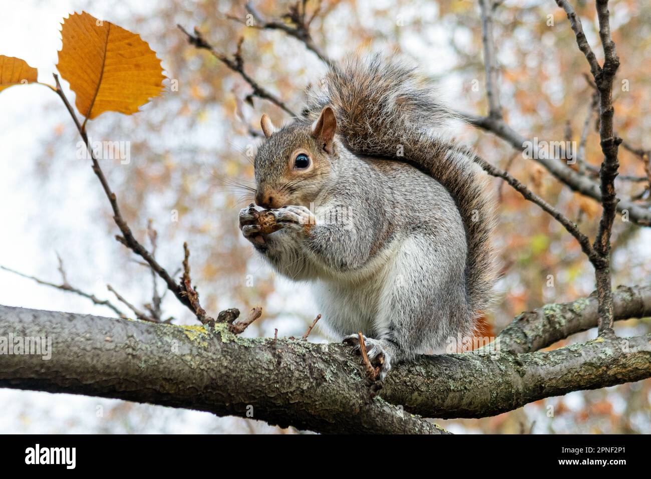 Eastern gray squirrel, Grey squirrel (Sciurus carolinensis), sits in a tree in St James's Park and eating a nut, side view, United Kingdom, England, Stock Photo