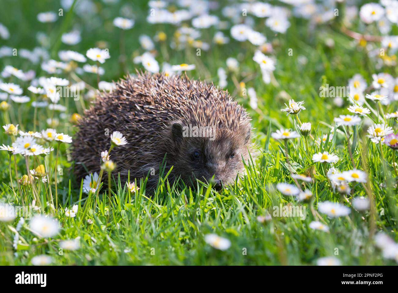 Western hedgehog, European hedgehog (Erinaceus europaeus), walking on a