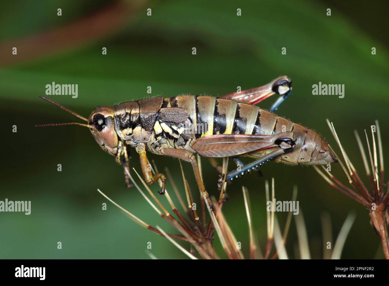 Brown mountain grasshopper (Podisma pedestris), side view, Germany Stock Photo
