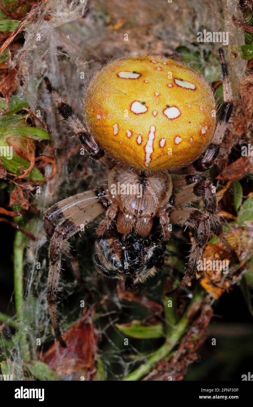 fourspotted orbweaver (Araneus quadratus), female in the spider web ...