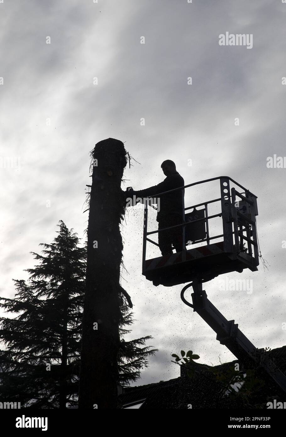 tree feller on a working platform at work against the light, Germany, North Rhine-Westphalia Stock Photo
