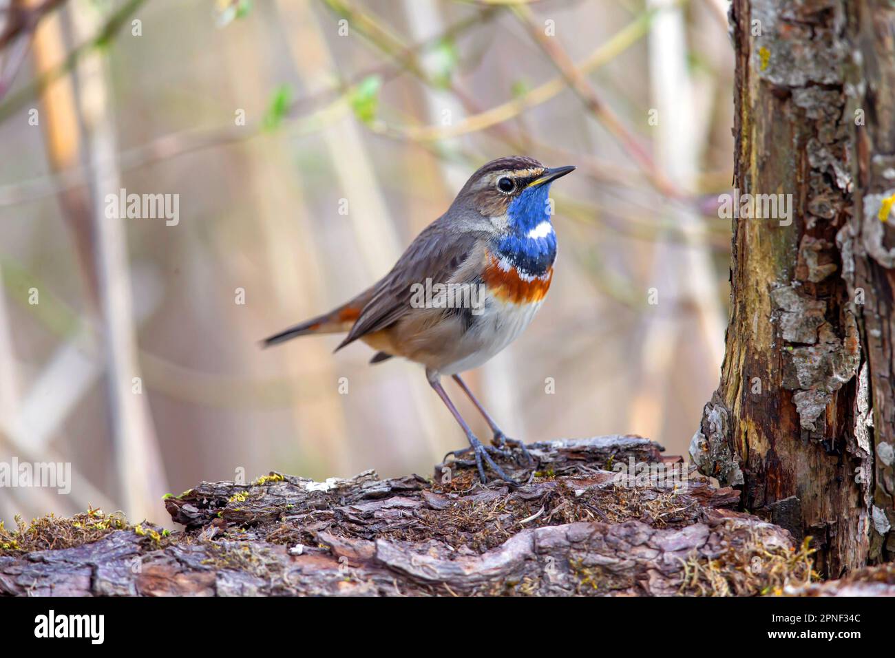 Whitespotted Bluethroat (Luscinia svecica cyanecula), perching on