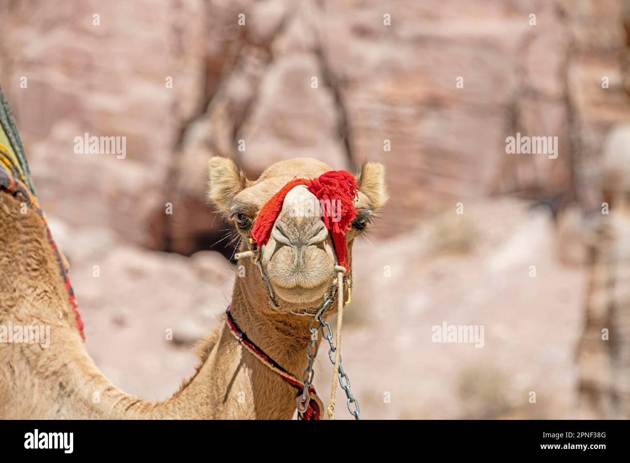 Bactrian Camel Two Humped Camel Camelus Bactrianus Chained Tame Bactrian Camel Two Humped Camel Camelus Bactrianus Chained Tame