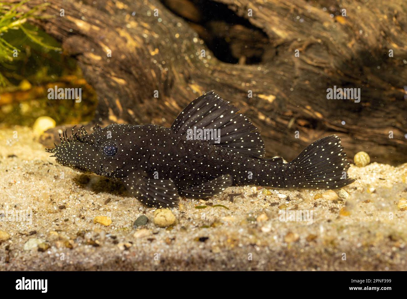 Snowflake bristlenose, Spotted bristle-nosed catfish (Ancistrus hoplogenys), L181, side view Stock Photo