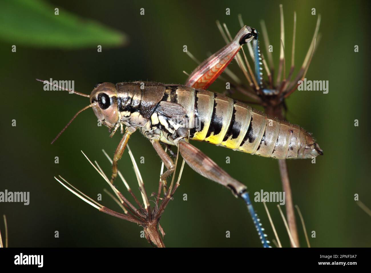 Brown mountain grasshopper (Podisma pedestris), side view, Germany Stock Photo