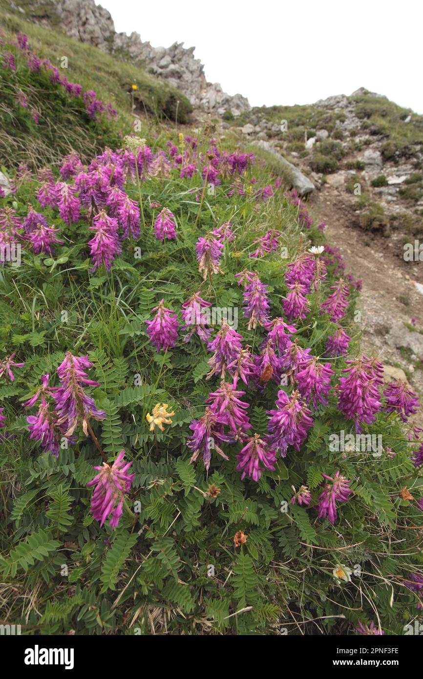 Alpine French Honeysuckle (Hedysarum hedysaroides), blooming, Germany Stock Photo
