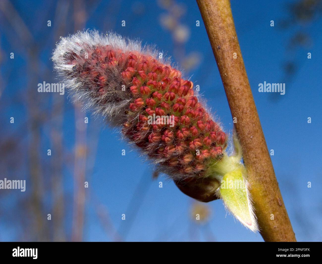 purple osier, purple willow, basket willow (Salix purpurea), male
