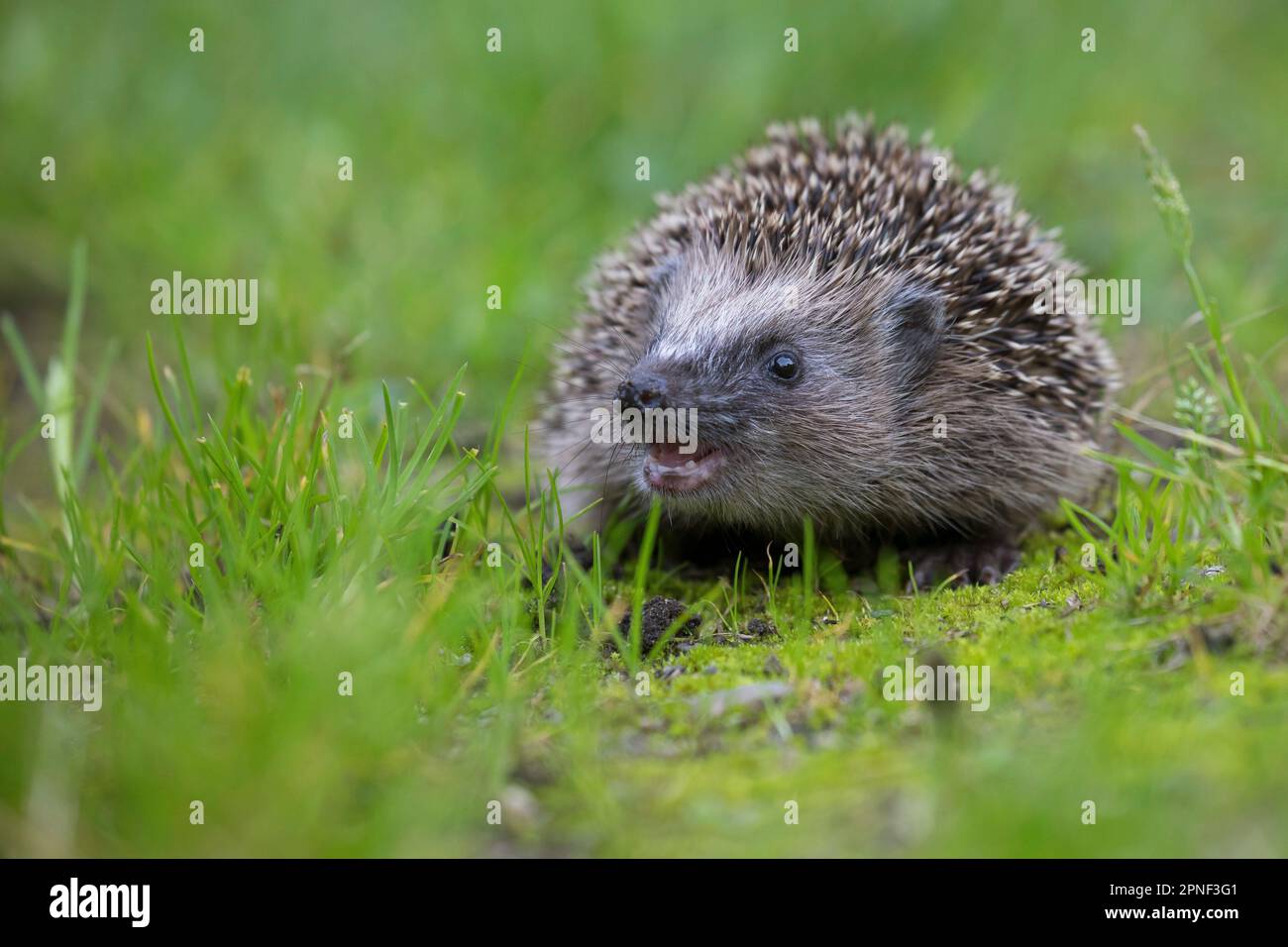 Western hedgehog, European hedgehog (Erinaceus europaeus), in a garden