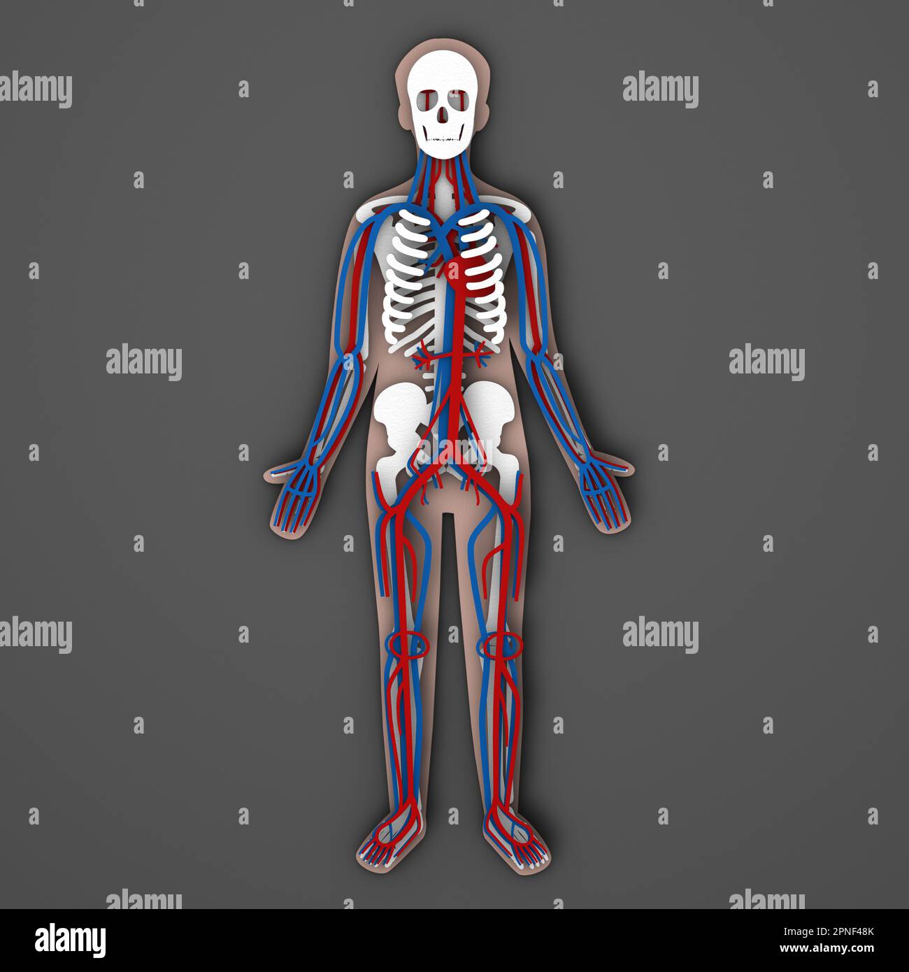 Human anatomy circulatory system on paper person Stock Photo