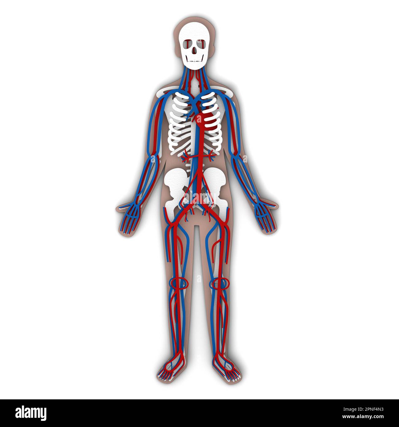 Human anatomy circulatory system on paper person Stock Photo