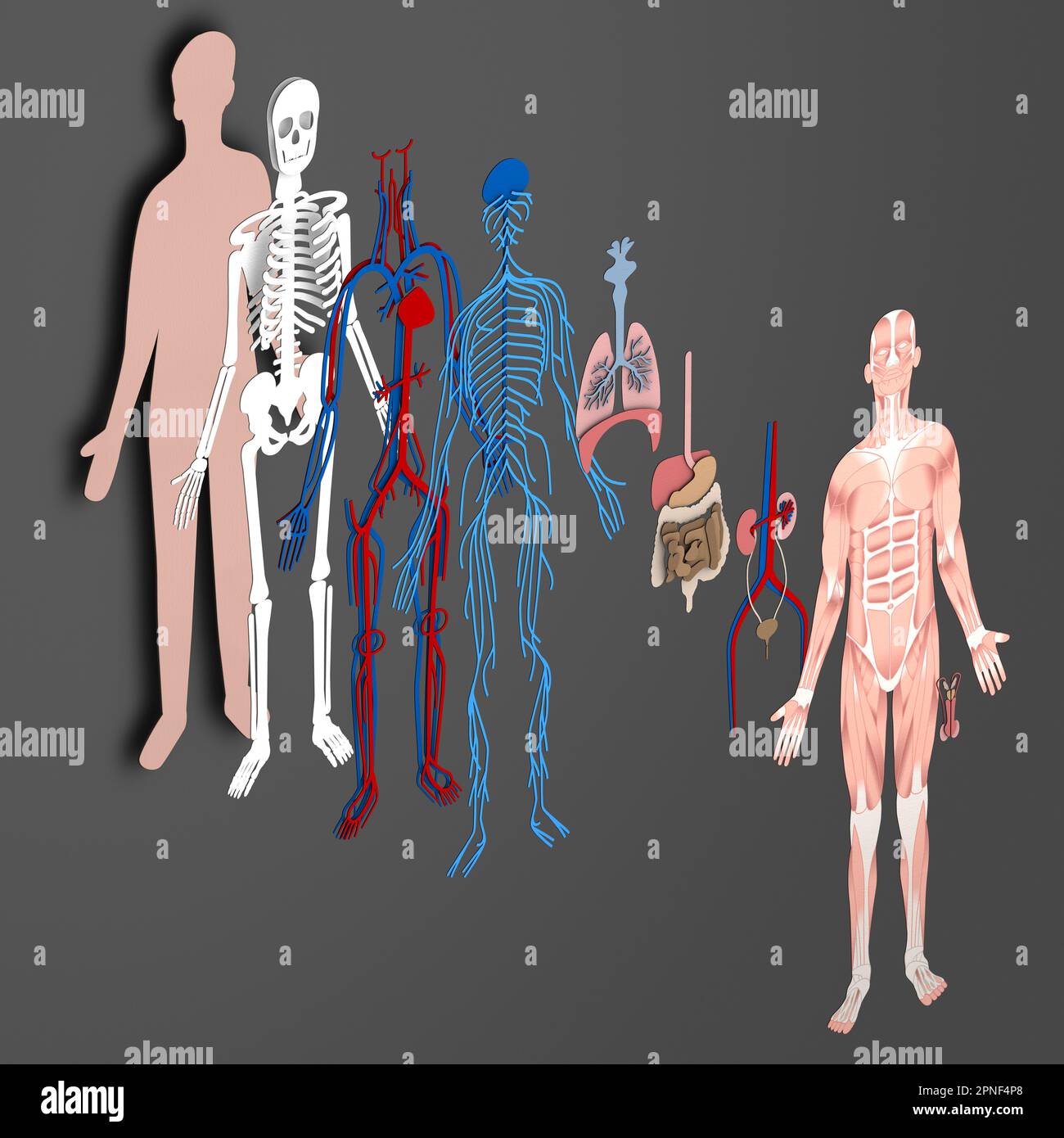ORGANS ANATOMY PICTURE visual data 3