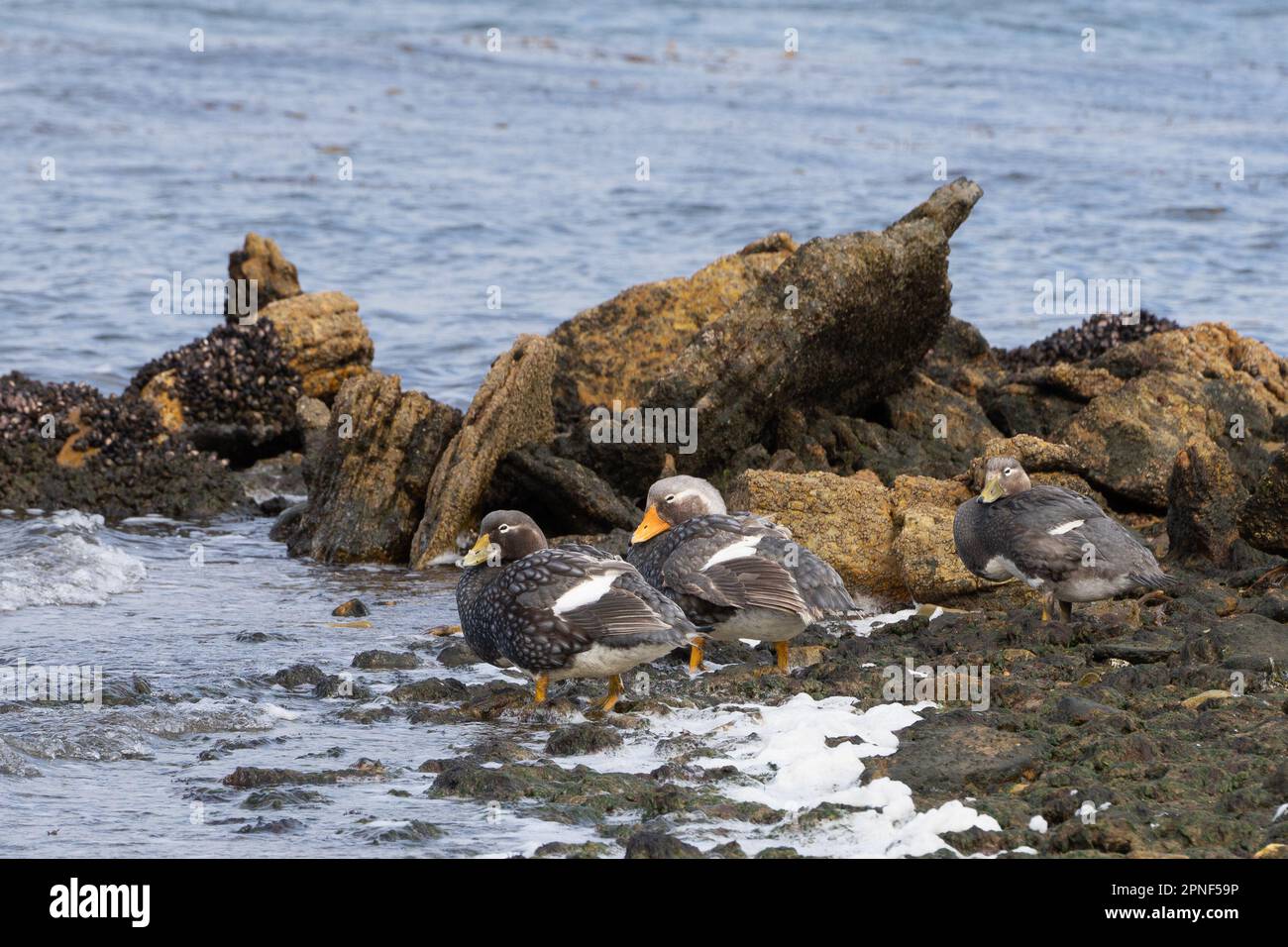 Flightless Falkland Steamer Ducks (Tachyeres brachypterus) in the Falkland Islands Stock Photo