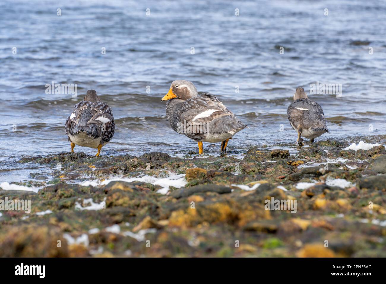 Flightless Falkland Steamer Ducks (Tachyeres brachypterus) in the Falkland Islands Stock Photo
