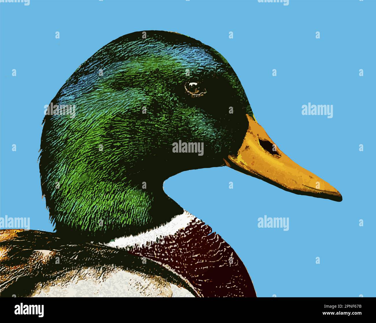 A mallard duck is seen close up in a vector image. Stock Vector