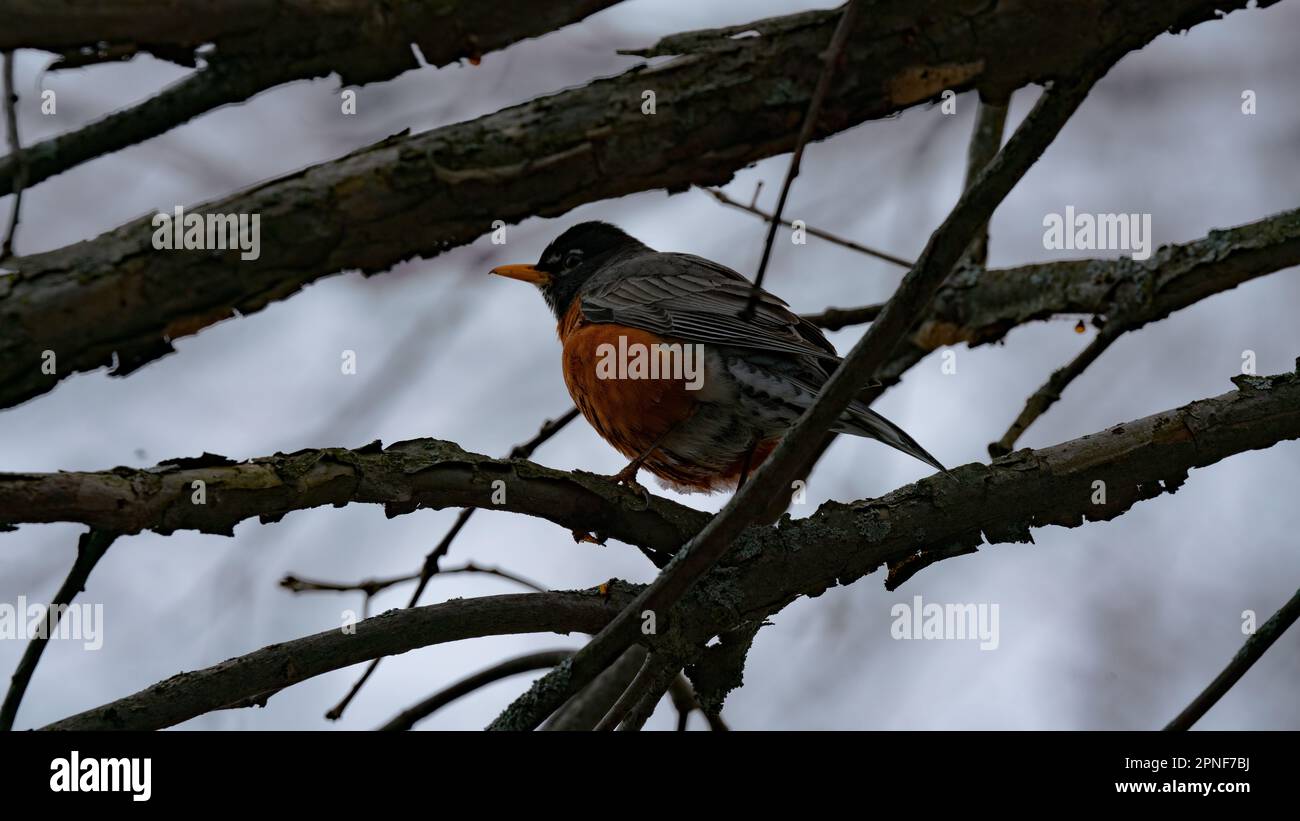 Robin in Tree Stock Photo Alamy