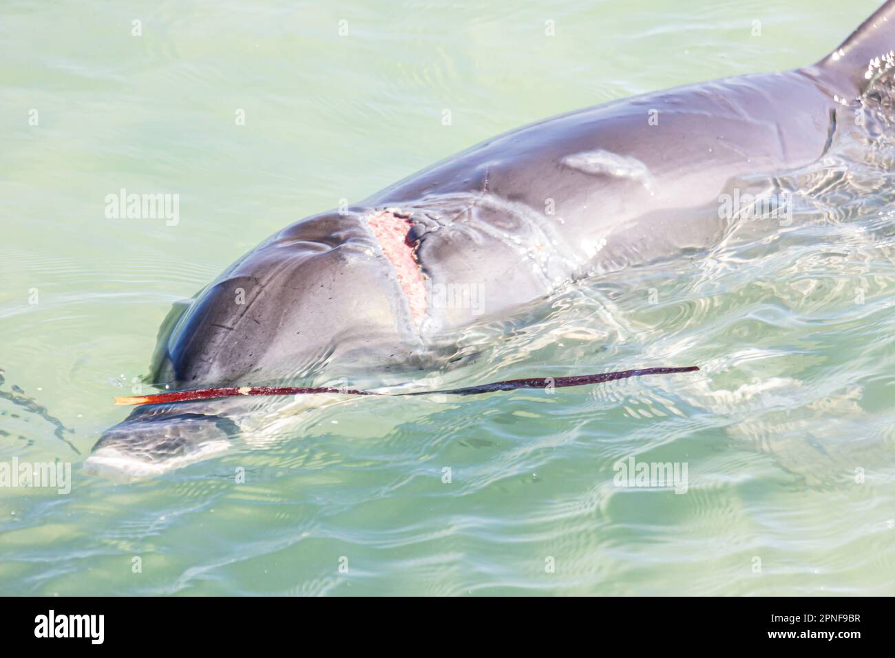 A dolphin with an injury scarred caused by shark attack, swimming in the shallow water of Monkey Mia in Shark Bay of Western Australia, Australia. Stock Photo
