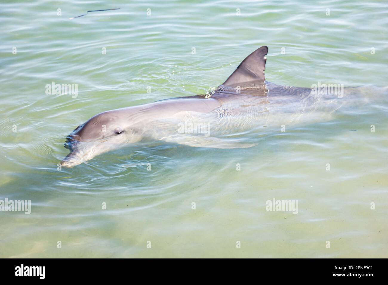 A dolphin swimming in the shallow water of Monkey Mia in Shark Bay of Western Australia, Australia. Stock Photo