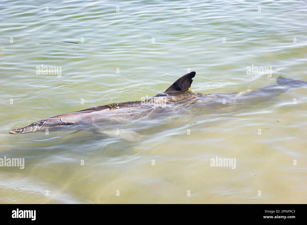 A dolphin swimming in the shallow water of Monkey Mia in Shark Bay of Western Australia, Australia. Stock Photo