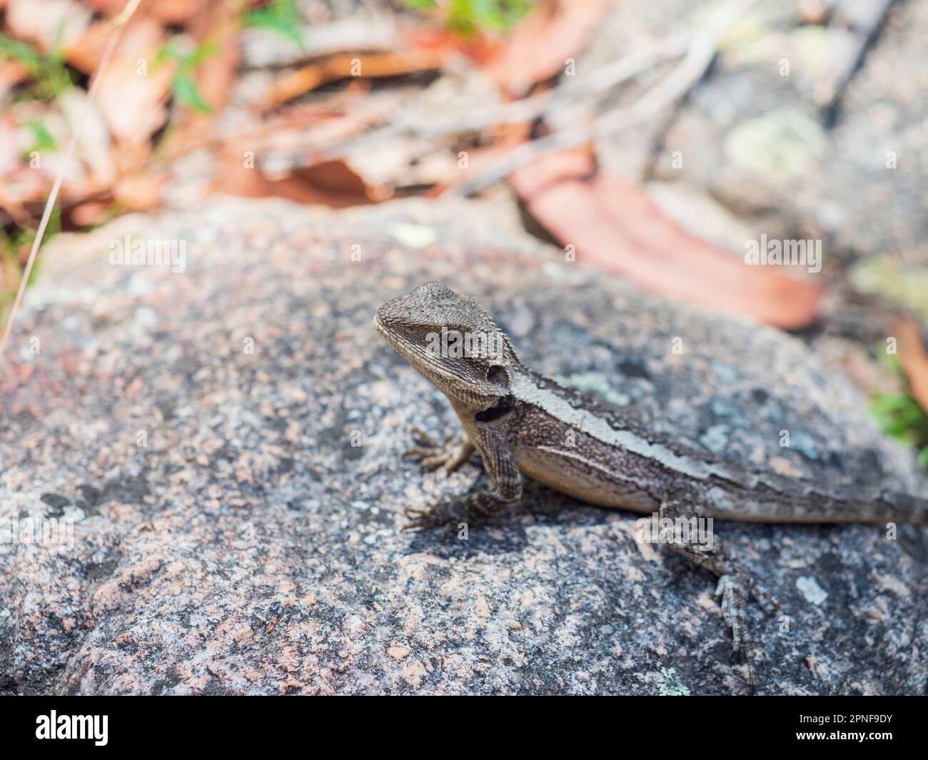 Spotted skink sitting on rock Stock Photo
