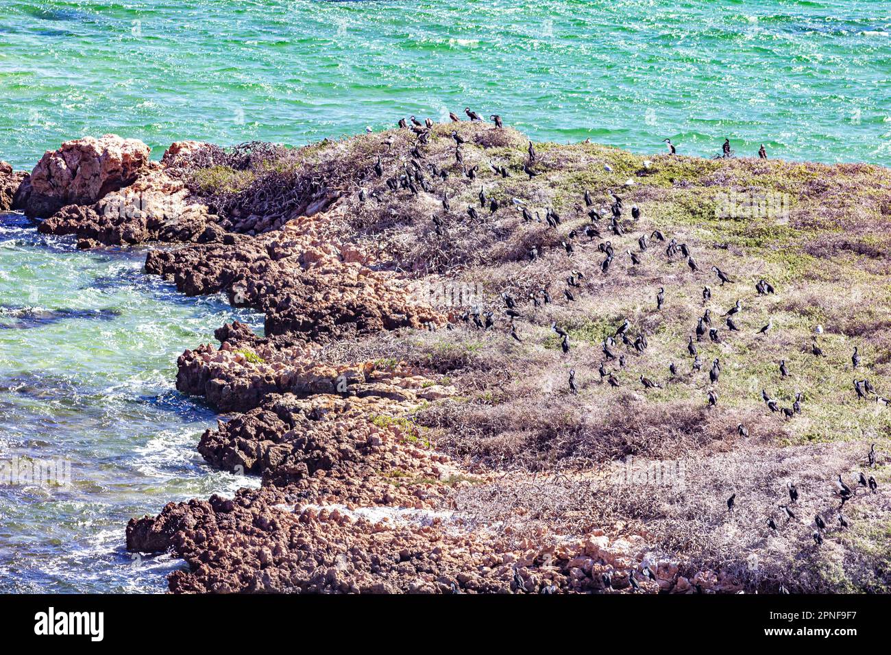 Flock of roosting pied cormorants on Eagle Island in the water of Denham Sound at Eagle Bluff in Shark bay o Western Australia, Australia. Stock Photo