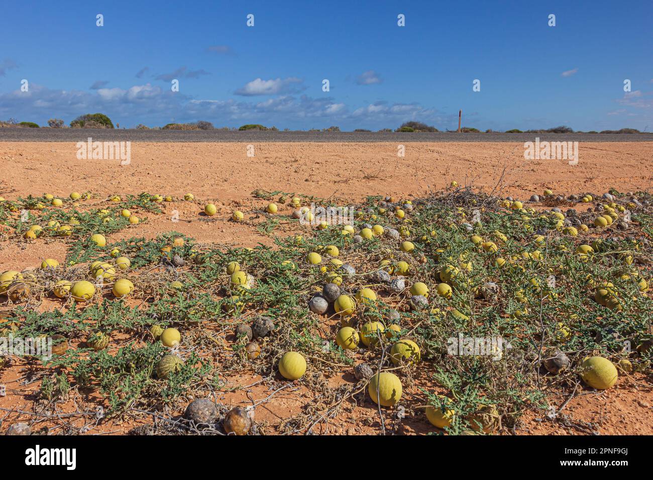 The Australian wild melons (Citrullus lanatus) or also known as Afghan melon or camel melon grows wild in the dessert of Western Australian, Australia. Stock Photo
