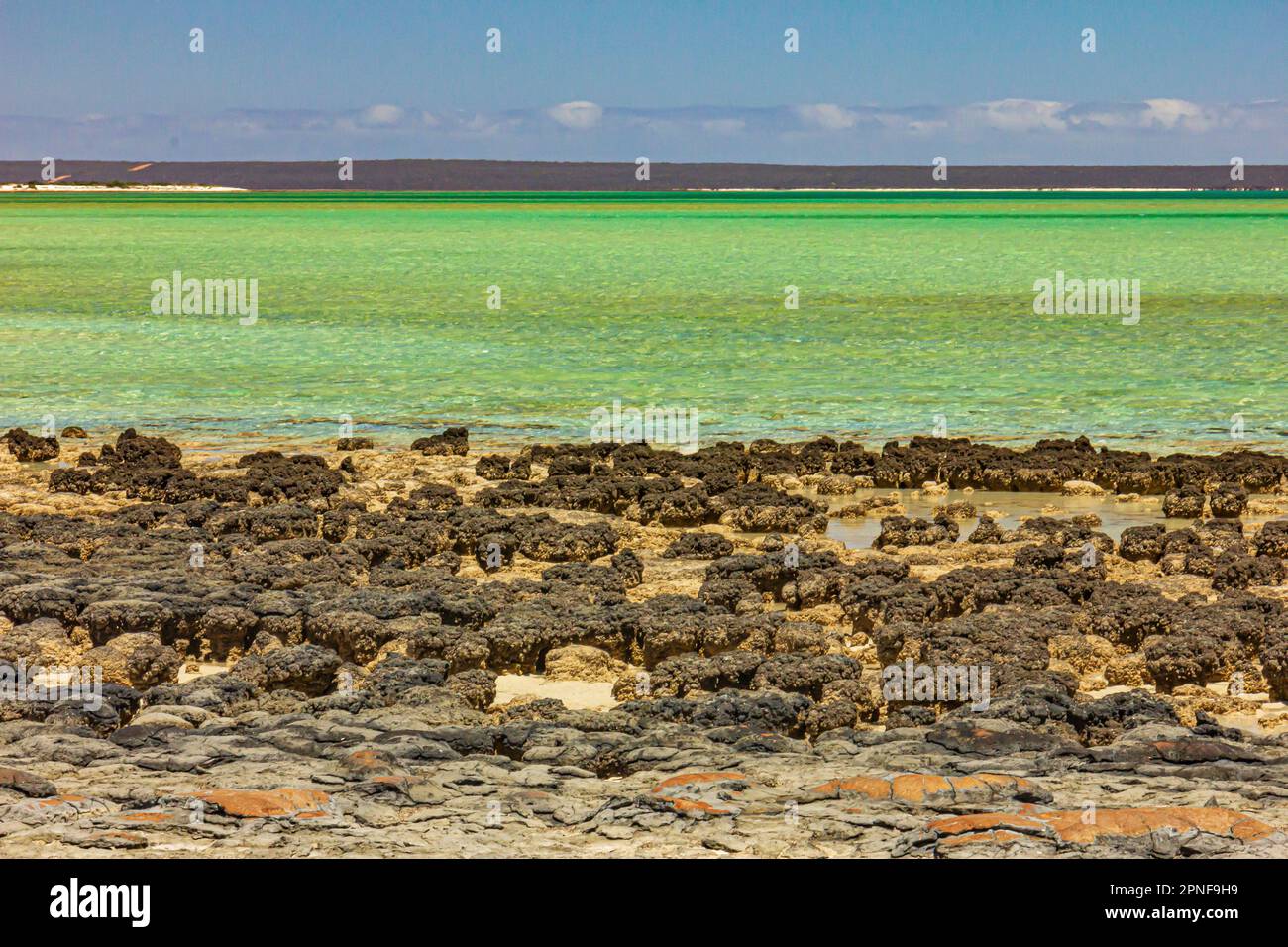 Earths oldest life form hi res stock photography and images alamy