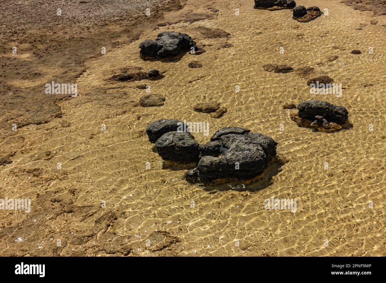 Stromatolites, the earth's oldest life form in the shallow water of ...