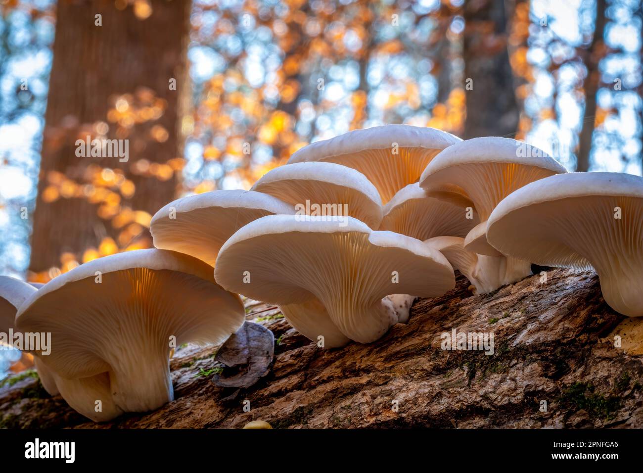 A cluster of Oyster Mushrooms, which are deliciously edible, as well as