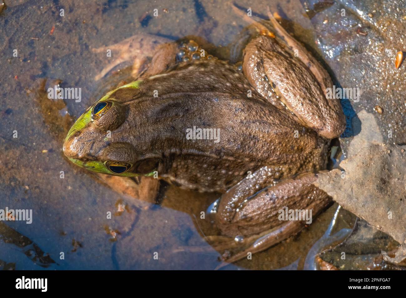 Top view of a Northern Green Frog. Raleigh, North Carolina. Stock Photo