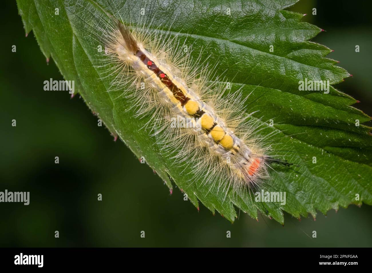 Top view of a White-marked Tussock Moth on a leaf. Raleigh, North Carolina. Stock Photo