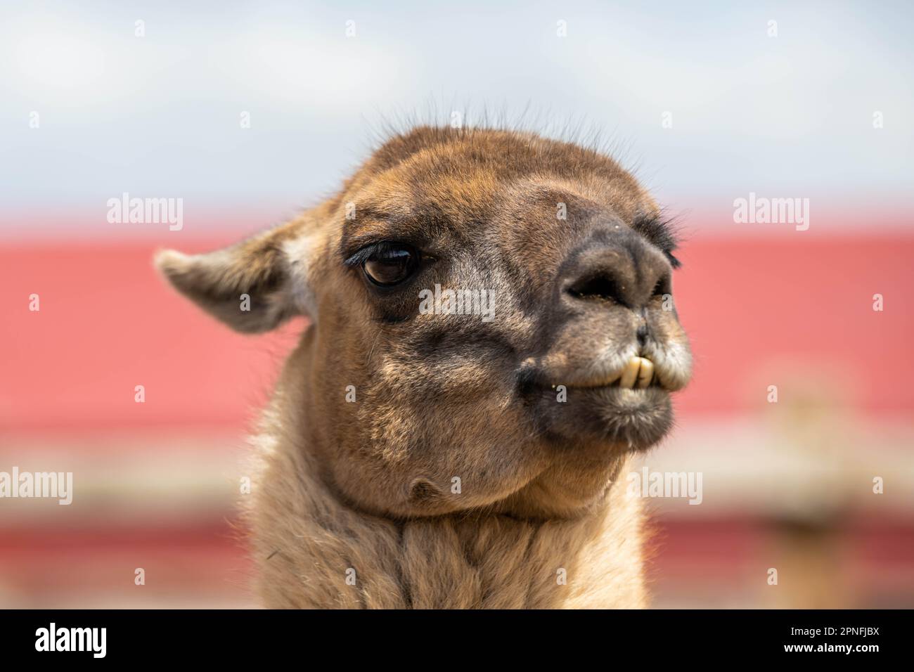 An Alpaca in the field of Terry Bison Ranch, Wyoming Stock Photo