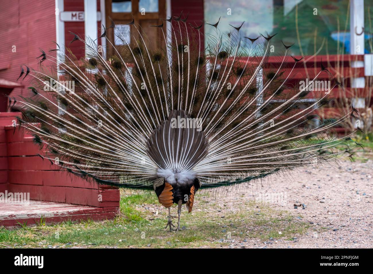 Bison and peacock hi-res stock photography and images - Alamy