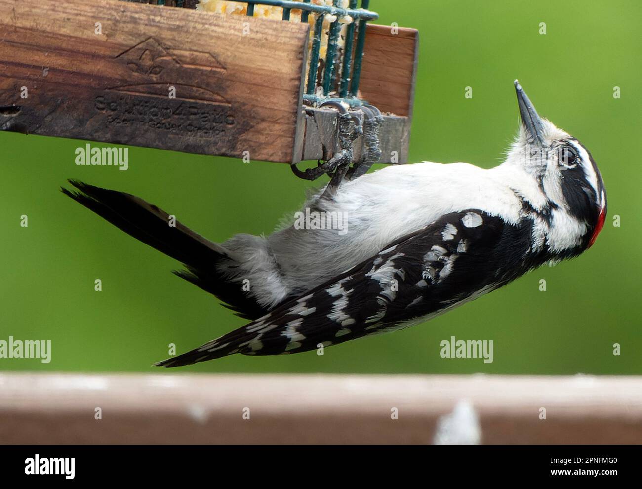 A Woodpecker on the suet feeder Stock Photo Alamy