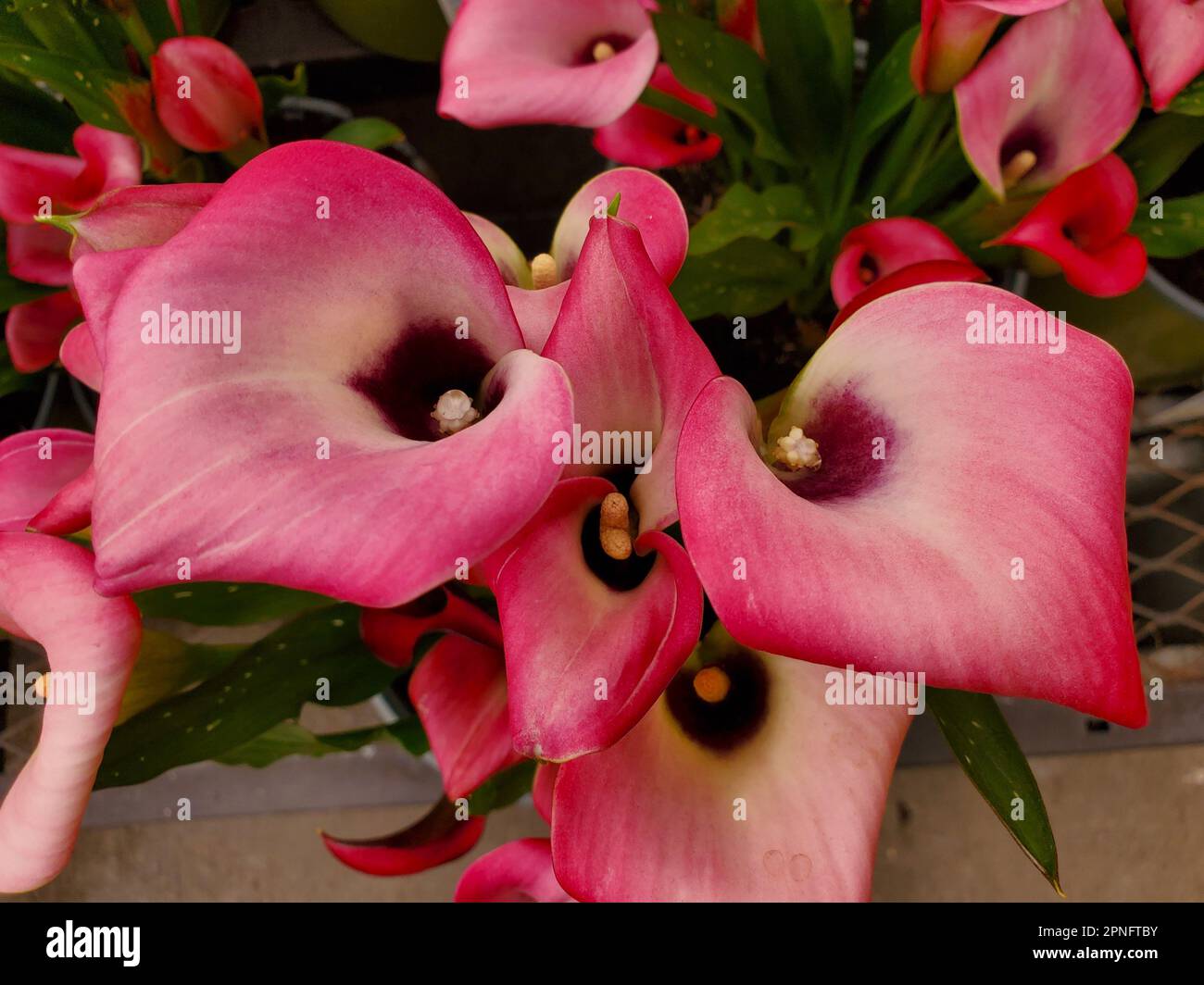 Beautiful bright pink color of Captain Cheerio Calla Lily flowers Stock Photo