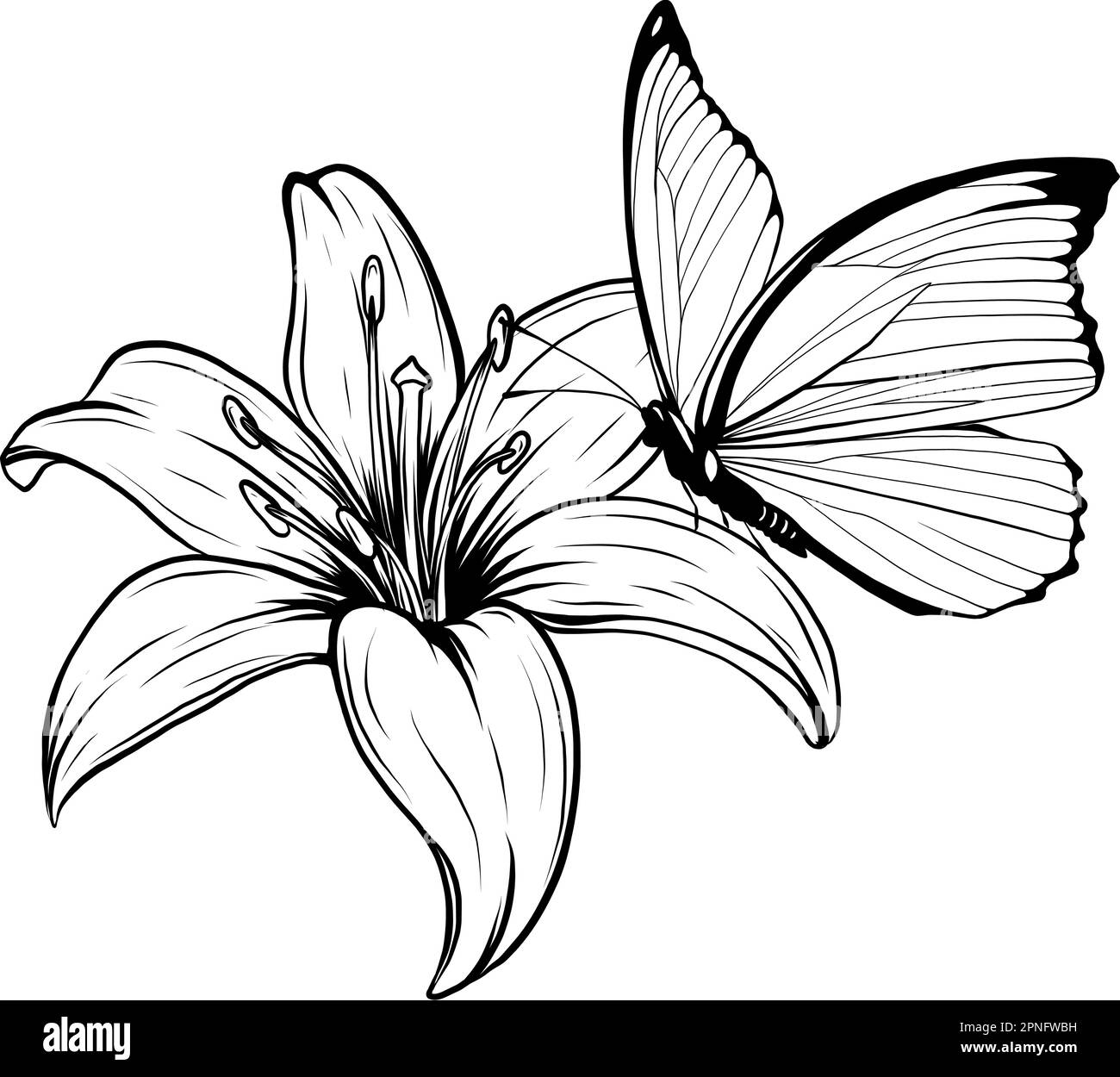 monochrome Outline drawing of butterfly. Vector illustration. Black