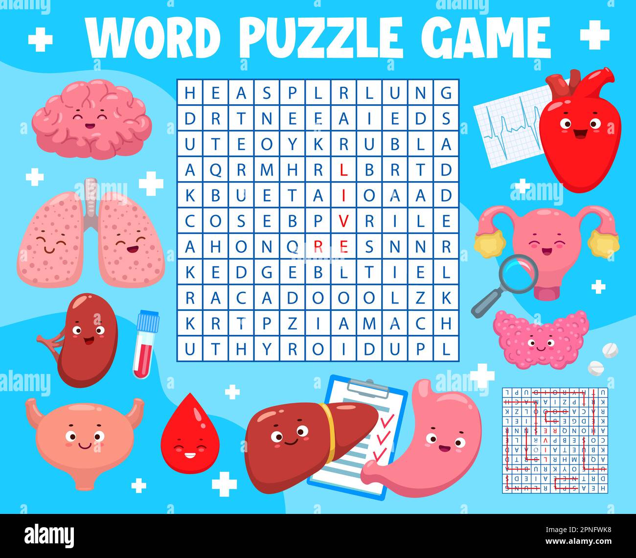 Word search puzzle game cartoon body organ characters. Vector worksheet  quiz grid, crossword brainteaser with brain, lungs, spleen or bladder.  Heart Stock Vector Image & Art - Alamy