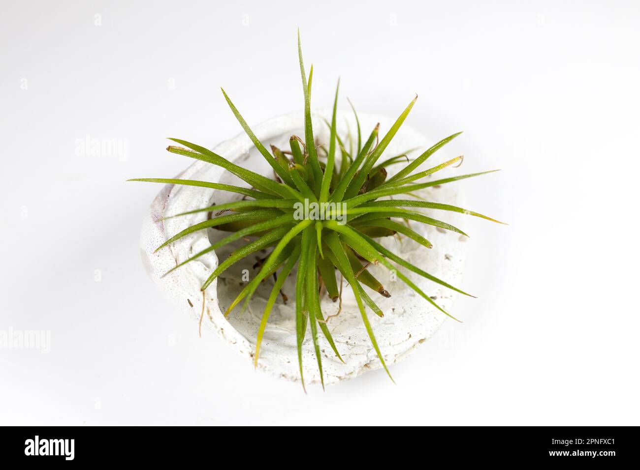 A tillandsia air plant in a seashell on a white background. Stock Photo