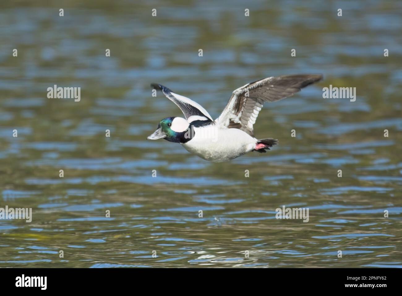 A male bufflehead duck flies low just above the water of Fernan Lake in