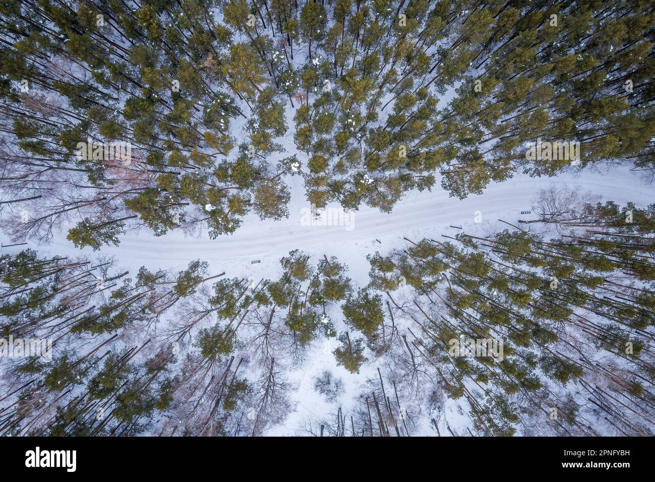 Aerial view of the road in the winter forest with high pine or spruce ...