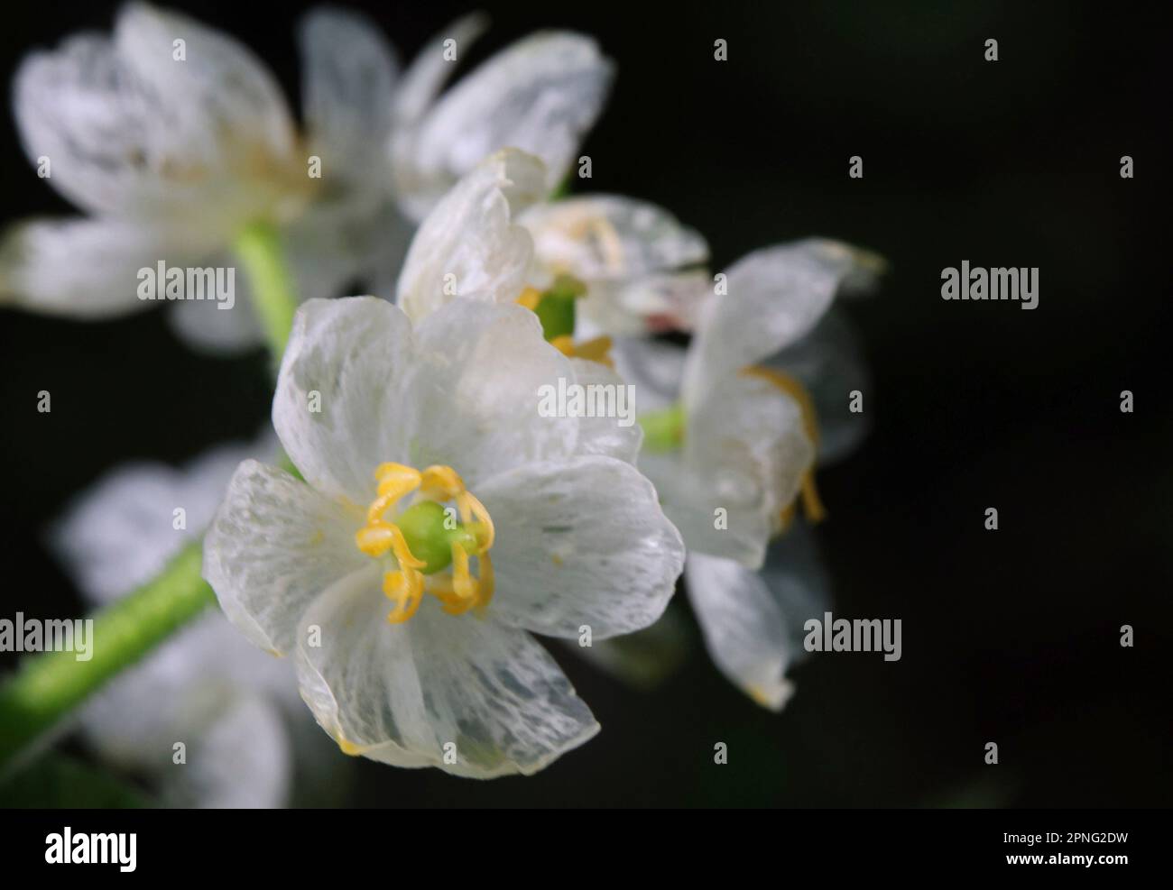 succulent food meaning Premium Slow Release Succulent Plant Food