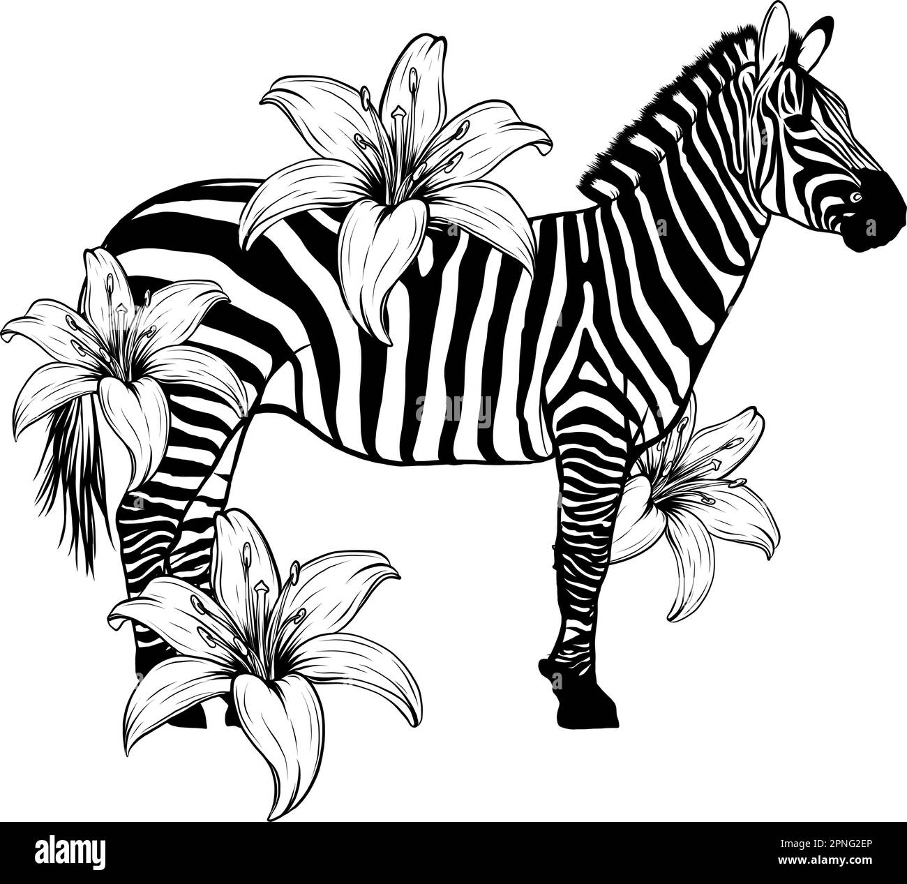 illustration Monochrome striped African Zebra, vector handdrawn Stock