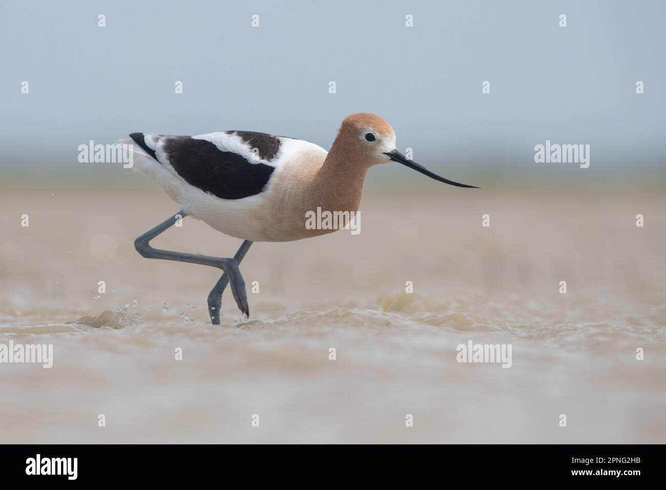 An American avocet, Recurvirostra americana, wading in a seasonal vernal pool in the Central Valley of California. Stock Photo