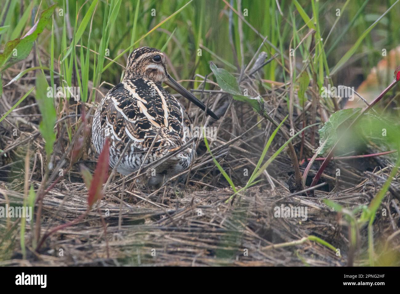 Wilson's snipe (Gallinago delicata) a shy shorebird seen in the central valley of California. Stock Photo