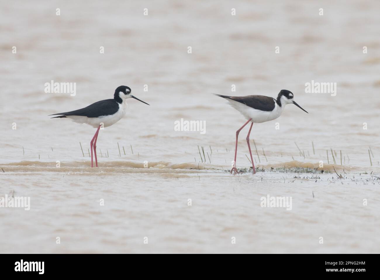 A pair of black necked stilts (Himantopus mexicanus), shorebirds wading in a vernal pool in the Central valley of California. Stock Photo